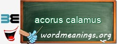 WordMeaning blackboard for acorus calamus